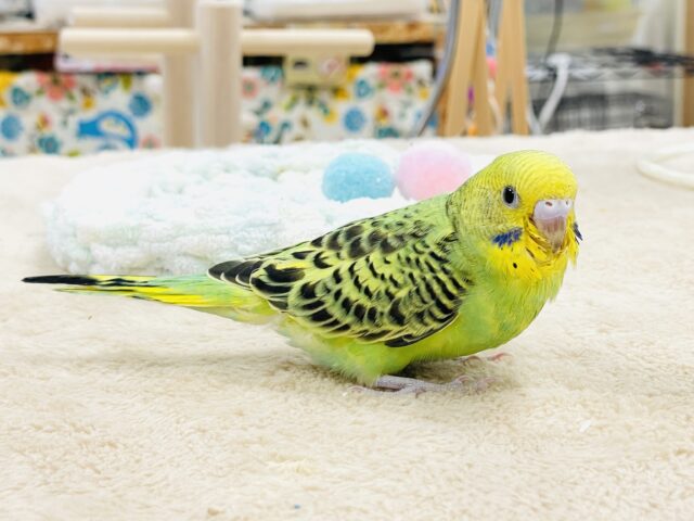 【最新画像】鱗模様が美しい✨セキセイインコ(オパーリン) セキセイインコ