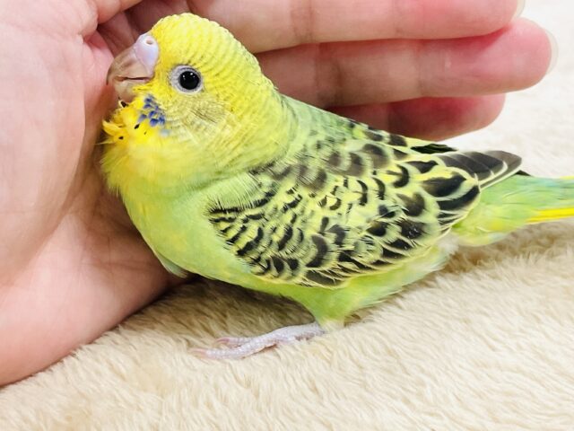 【最新画像】鱗模様が美しい✨セキセイインコ(オパーリン) セキセイインコ