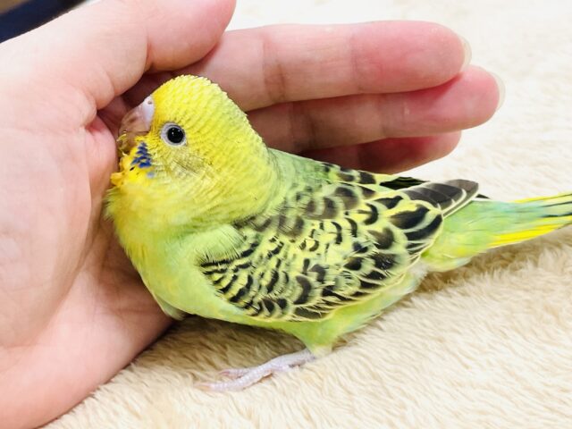 【最新画像】鱗模様が美しい✨セキセイインコ(オパーリン) セキセイインコ
