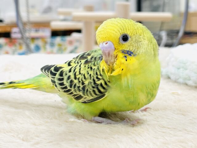【最新画像】鱗模様が美しい✨セキセイインコ(オパーリン) セキセイインコ