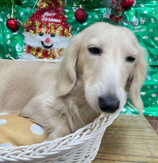 ✨ムチムチボディ💪🏻ミニチュアダックス(イエロー)💛男の子💙2024年11月19日生まれ ミニチュアダックス