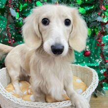 ✨ムチムチボディ💪🏻ミニチュアダックス(イエロー)💛男の子💙2024年11月19日生まれ