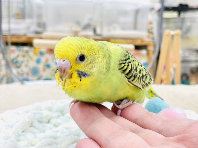 【最新画像】鱗模様が美しい✨セキセイインコ(オパーリン) セキセイインコ