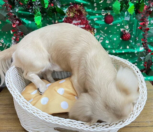 ✨ムチムチボディ💪🏻ミニチュアダックス(イエロー)💛男の子💙2024年11月19日生まれ ミニチュアダックス