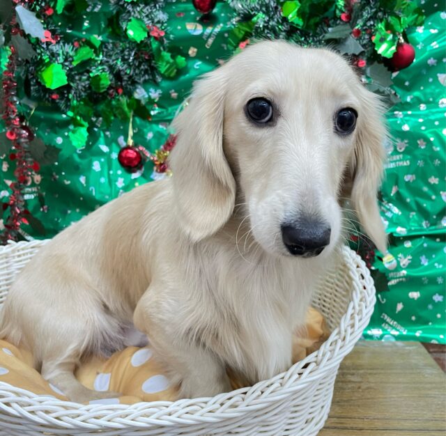 ✨ムチムチボディ💪🏻ミニチュアダックス(イエロー)💛男の子💙2024年11月19日生まれ ミニチュアダックス