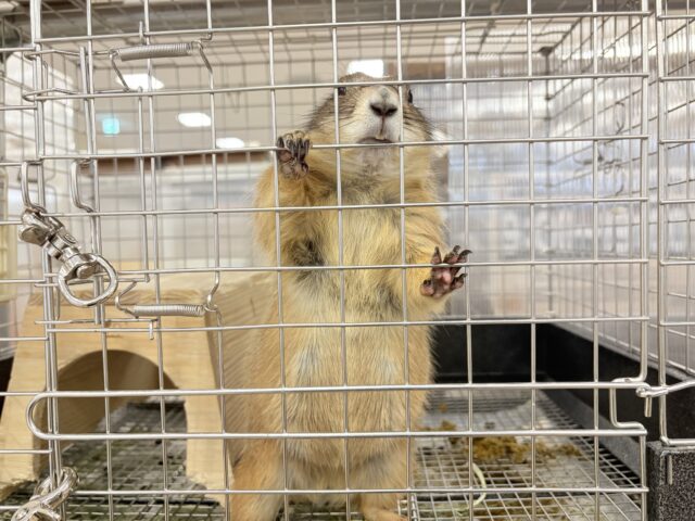 【最新画像・動画更新🪄】ん〜〜っ ナッツ!!☆彡 ピーナッツ風なオグロプレーリードッグ 男のコ〜〜 プレーリードッグ