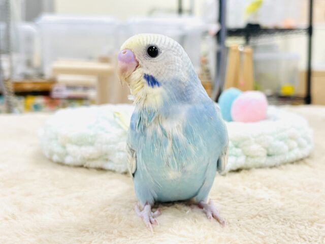 【最新画像】ほわほわ癒しの雰囲気〜️🫧セキセイインコ(パステルレインボースパングル)ヒナ セキセイインコ