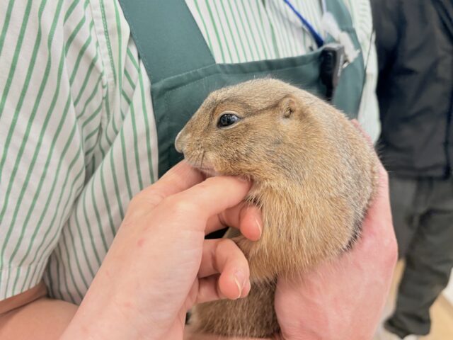 プレーリードッグ