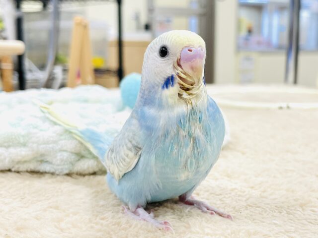 【最新画像】ほわほわ癒しの雰囲気〜️🫧セキセイインコ(パステルレインボースパングル)ヒナ セキセイインコ