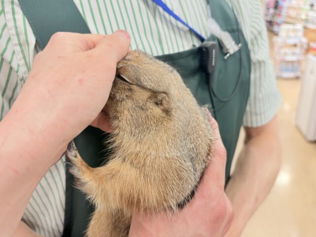 プレーリードッグ