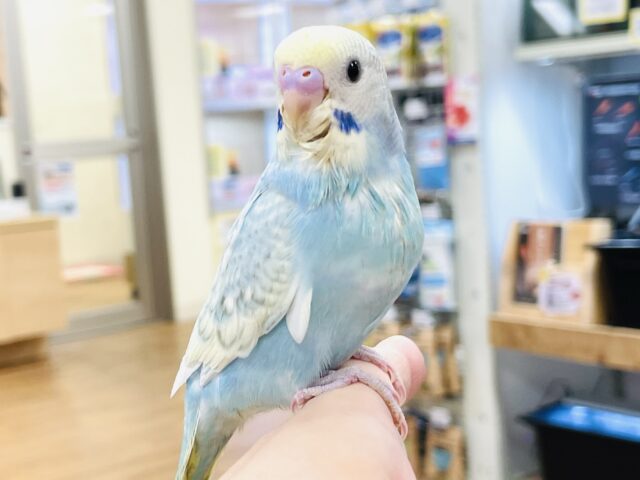 【最新画像】ほわほわ癒しの雰囲気〜️🫧セキセイインコ(パステルレインボースパングル)ヒナ セキセイインコ