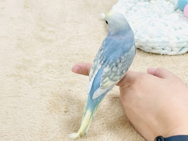 【最新画像】ほわほわ癒しの雰囲気〜️🫧セキセイインコ(パステルレインボースパングル)ヒナ セキセイインコ