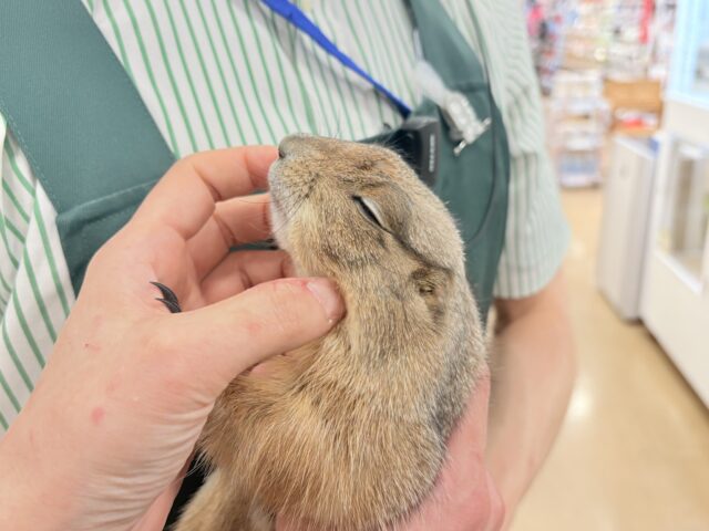 【最新画像・動画更新🪄】ん〜〜っ ナッツ!!☆彡 ピーナッツ風なオグロプレーリードッグ 男のコ〜〜 プレーリードッグ