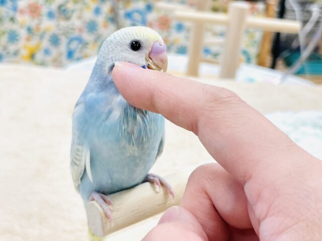 【最新画像】ほわほわ癒しの雰囲気〜️🫧セキセイインコ(パステルレインボースパングル)ヒナ セキセイインコ