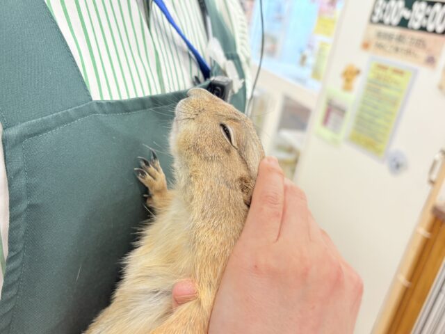 【最新画像・動画更新🪄】ん〜〜っ ナッツ!!☆彡 ピーナッツ風なオグロプレーリードッグ 男のコ〜〜 プレーリードッグ