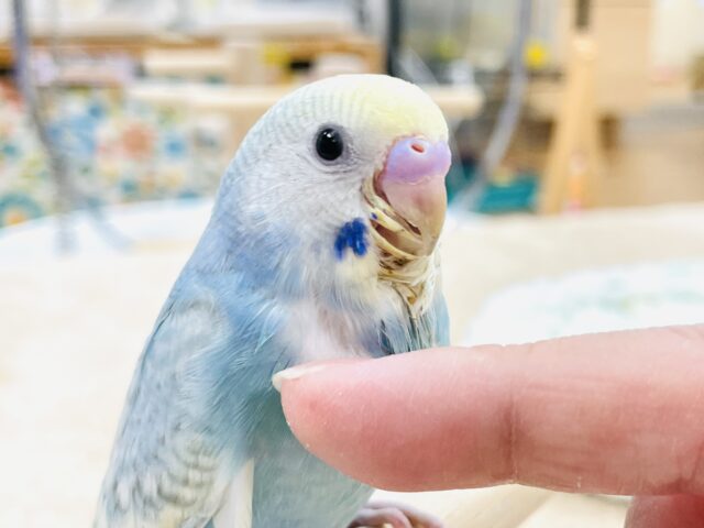【最新画像】ほわほわ癒しの雰囲気〜️🫧セキセイインコ(パステルレインボースパングル)ヒナ セキセイインコ
