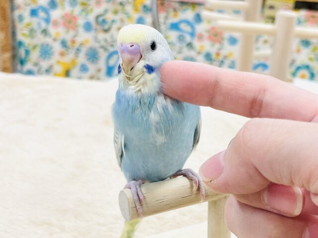 【最新画像】ほわほわ癒しの雰囲気〜️🫧セキセイインコ(パステルレインボースパングル)ヒナ セキセイインコ
