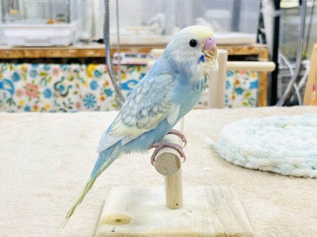 【最新画像】ほわほわ癒しの雰囲気〜️🫧セキセイインコ(パステルレインボースパングル)ヒナ セキセイインコ