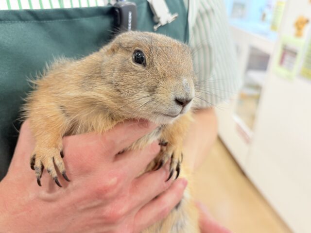 【最新画像・動画更新🪄】ん〜〜っ ナッツ!!☆彡 ピーナッツ風なオグロプレーリードッグ 男のコ〜〜 プレーリードッグ