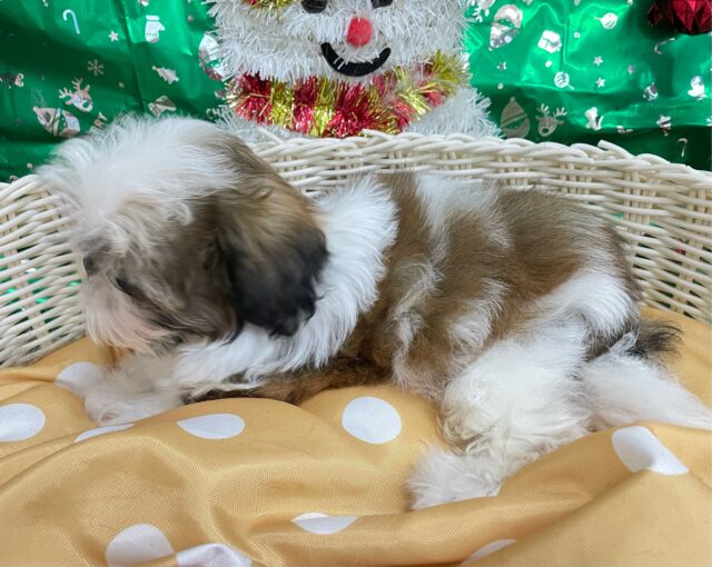 ぶちゃかわ💖シーズー(ホワイト&ゴールド)🤍🥇男の子💙2025年8月30日生まれ シーズー