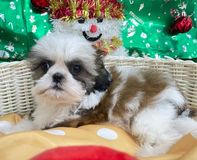 ぶちゃかわ💖シーズー(ホワイト&ゴールド)🤍🥇男の子💙2025年8月30日生まれ シーズー