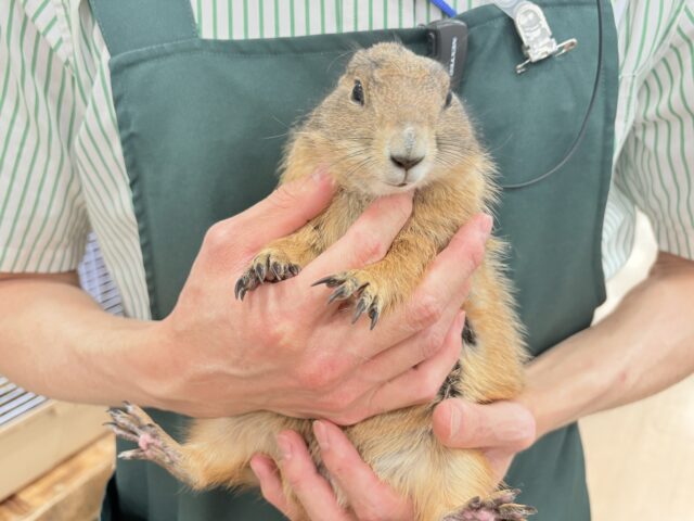 【最新画像・動画更新🪄】ん〜〜っ ナッツ!!☆彡 ピーナッツ風なオグロプレーリードッグ 男のコ〜〜 プレーリードッグ