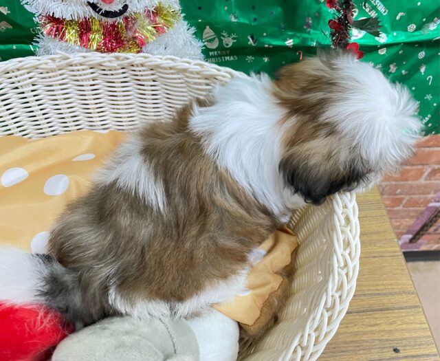 ぶちゃかわ💖シーズー(ホワイト&ゴールド)🤍🥇男の子💙2025年8月30日生まれ シーズー