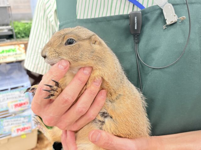 プレーリードッグ