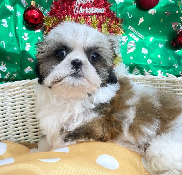 ぶちゃかわ💖シーズー(ホワイト&ゴールド)🤍🥇男の子💙2025年8月30日生まれ シーズー