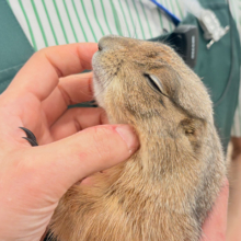 【最新画像・動画更新🪄】ん〜〜っ　ナッツ！！☆彡　　ピーナッツ風なオグロプレーリードッグ　男のコ〜〜