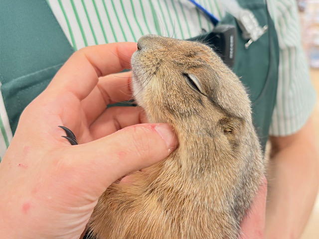 【最新画像・動画更新🪄】ん〜〜っ ナッツ!!☆彡 ピーナッツ風なオグロプレーリードッグ 男のコ〜〜 【最新画像・動画更新🪄】ん〜〜っ ナッツ!!☆彡 ピーナッツ風なオグロプレーリードッグ 男のコ〜〜