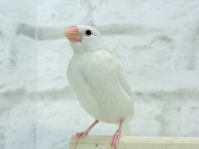 アルビノ文鳥