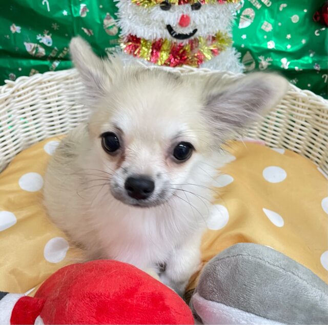 しっぽフリフリ☺ロング・チワワ(フォーン)💙男の子💙2025年7月18日生まれ チワワ