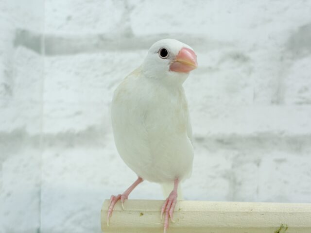 アルビノ文鳥