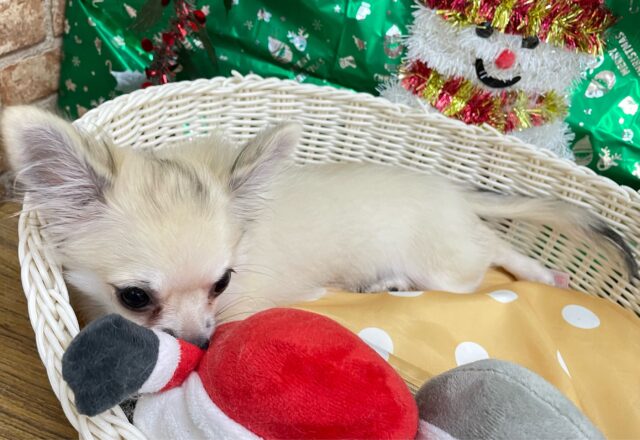 しっぽフリフリ☺ロング・チワワ(フォーン)💙男の子💙2025年7月18日生まれ チワワ