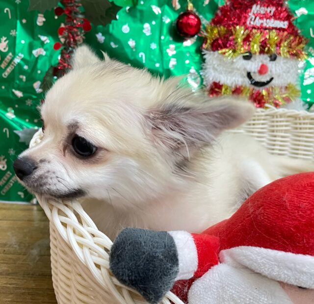 しっぽフリフリ☺ロング・チワワ(フォーン)💙男の子💙2025年7月18日生まれ チワワ