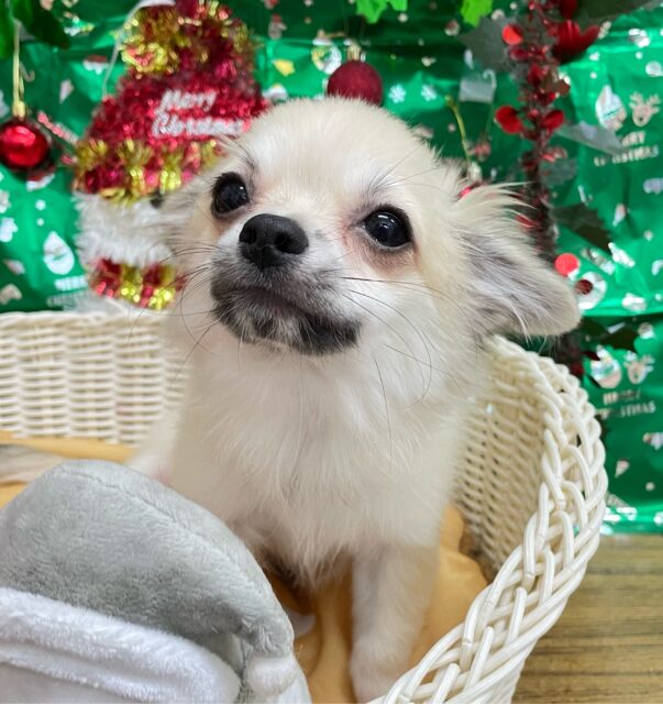 しっぽフリフリ☺ロング・チワワ(フォーン)💙男の子💙2025年7月18日生まれ チワワ