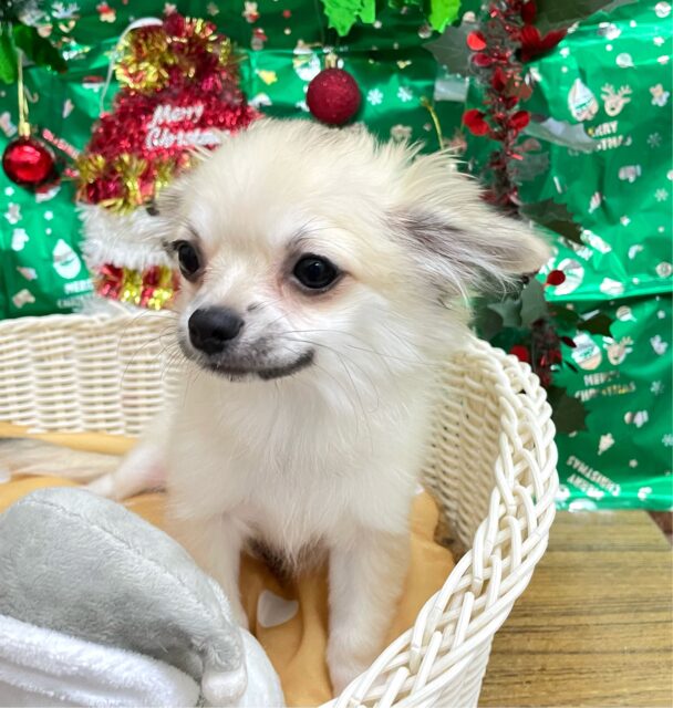 しっぽフリフリ☺ロング・チワワ(フォーン)💙男の子💙2025年7月18日生まれ チワワ