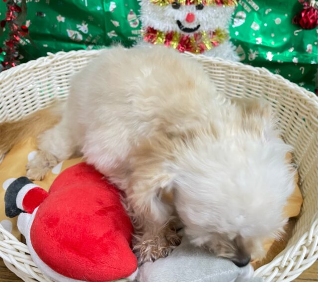 テンション高め💖ハーフ犬(チワワ✖️トイプードル)(アプリコット&ホワイト)🤎🤍女の子💕2025年5月26日生まれ チワプー