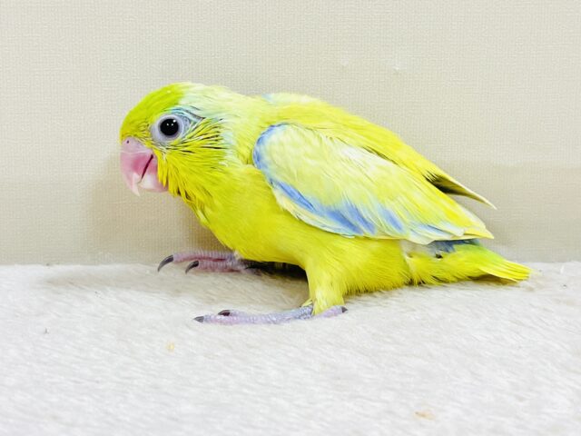 恥ずかしがり屋なちびっこ怪獣くん💛マメルリハ（アメリカンイエロー）男の子