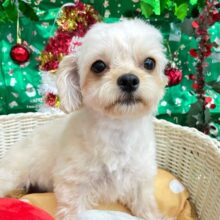 テンション高め💖ハーフ犬(チワワ✖️トイプードル)(アプリコット＆ホワイト)🤎🤍女の子💕‪2025年5月26日生まれ