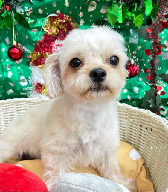 テンション高め💖ハーフ犬(チワワ✖️トイプードル)(アプリコット&ホワイト)🤎🤍女の子💕2025年5月26日生まれ チワプー