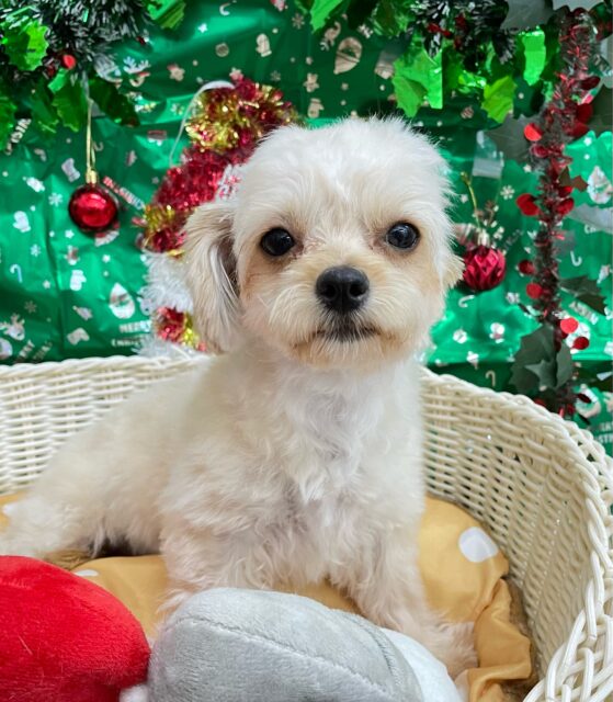 テンション高め💖ハーフ犬(チワワ✖️トイプードル)(アプリコット&ホワイト)🤎🤍女の子💕2025年5月26日生まれ チワプー