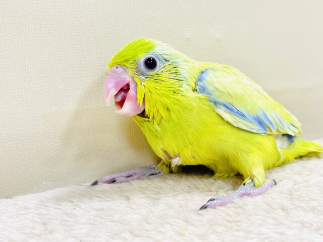 恥ずかしがり屋なちびっこ怪獣くん💛マメルリハ(アメリカンイエロー)男の子 マメルリハ