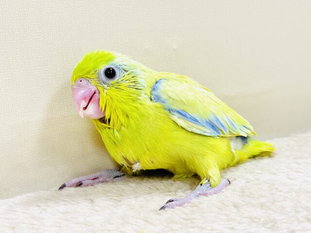 恥ずかしがり屋なちびっこ怪獣くん💛マメルリハ(アメリカンイエロー)男の子 マメルリハ