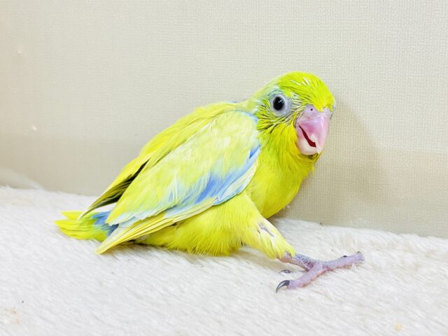 恥ずかしがり屋なちびっこ怪獣くん💛マメルリハ(アメリカンイエロー)男の子 マメルリハ