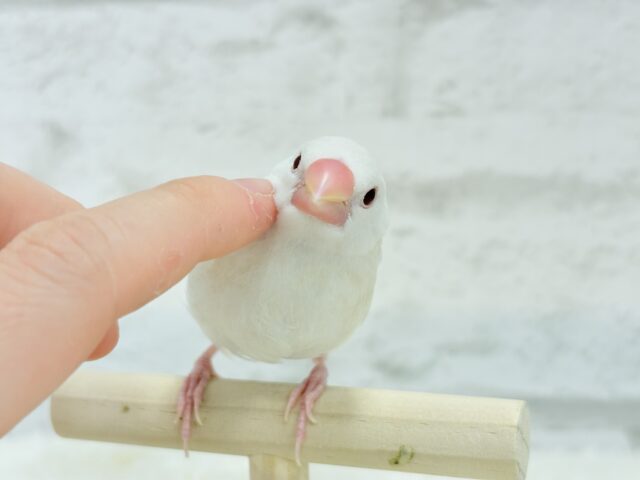 アルビノ文鳥