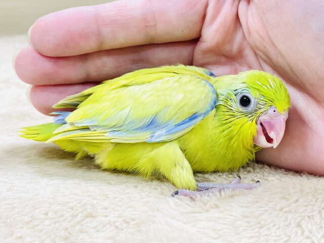 恥ずかしがり屋なちびっこ怪獣くん💛マメルリハ(アメリカンイエロー)男の子 マメルリハ