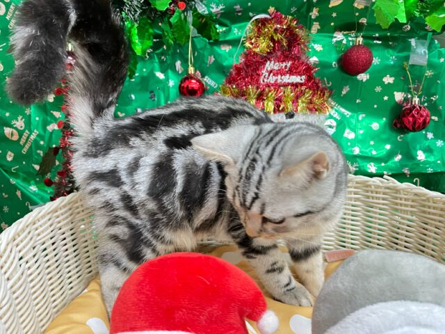 ちょっとツンデレな私💖アメリカンショートヘアー(シルバータビー)🩶🖤女の子💕2025年7月17日生まれ アメリカンショートヘア