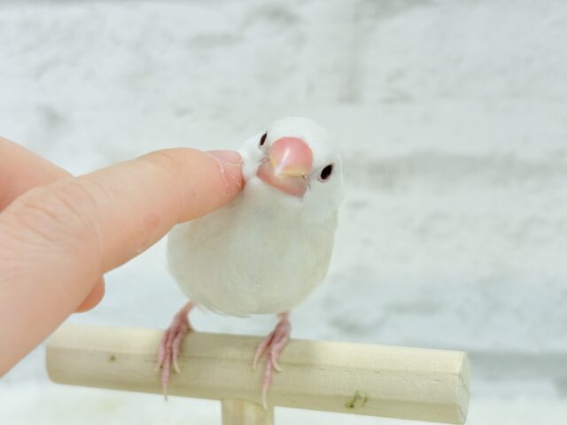 アルビノ文鳥